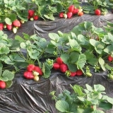 Finska tehnologija uzgoja jagoda