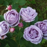 Ljubičasta ruža penjačica indigoletta (indigoletta): sadnja i njega...