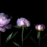 Ljubičasti i lila božuri