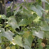 Phytophthora (kasna fleka) krastavaca u stakleniku: kako se boriti, fotografija, opis, liječenje narodnim lijekovima