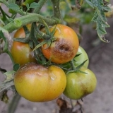 Fitoftora na paradajzu: liječenje