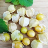 Ananas physalis: uzgoj i njega, fotografija