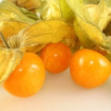 Physalis bobica