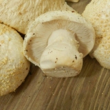 Floccularia rikena: fotografija i opis