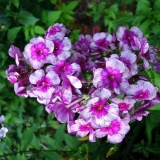 Zmaj od floksa: fotografija i opis, recenzije