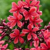 Phlox cleopatra: fotografija i opis, recenzije