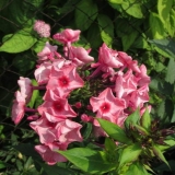 Phlox zenobia: fotografija i opis, recenzije