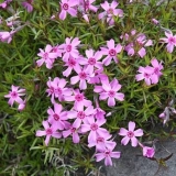 Phlox subulate višegodišnja: sadnja i njega + fotografija