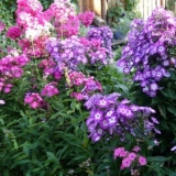 Floksi u pejzažnom dizajnu: fotografija, kombinacija, kompozicija