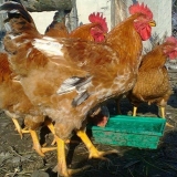 Foxy chick (pasmina pilića): opis