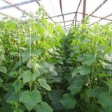 Uzgoj krastavaca u stakleniku