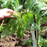 Formiranje paradajza u otvorenom tlu