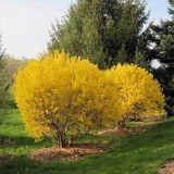 Forsythia linwood
