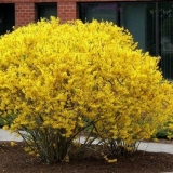 Forzicija: sadnja i njega, priprema za zimu, kada orezivanje