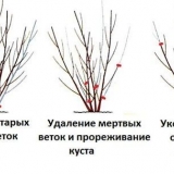 Forsythia srednje žuta: beatrix farrand, minigold, golddrauch