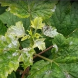 Topaz fungicid za ribizle: upute za upotrebu, kako razrijediti za prskanje