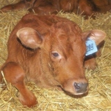 Gastroenteritis kod teladi