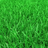 Trava na travnjaku koja ubija korov