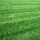 Patuljak trave: opis, sastav i karakteristike