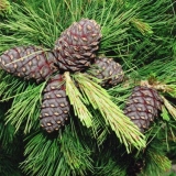 Gdje i na kojem drvetu rastu pinjoli?