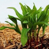 Gdje raste divlji bijeli luk u rusiji