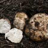 Gdje rastu tartufi u rusiji: u lenjingradskoj, saratovskoj i rjazanskoj oblasti