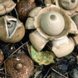 Geastrum trostruki: fotografija i opis