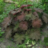 Heuchera iz sjemena: uzgoj kod kuće