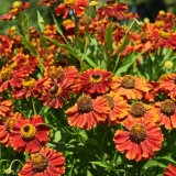 Helenium trajnica: fotografija cvijeća u cvjetnom krevetu, u pejzažnom dizajnu