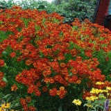 Helenium jesen: fotografija i opis, raste iz sjemena