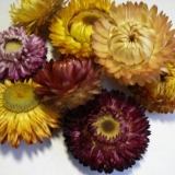 Helichrysum: sadnja i njega na otvorenom polju + fotografija