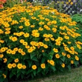 Heliopsis u obliku suncokreta, hrapav: sorte sa fotografijama i opi...