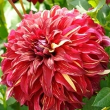 Dahlia bohemian spartacus