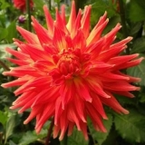 Dahlia march