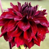 Dahlia mingus: opis sorte + fotografija, recenzije