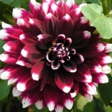 Dan misterije dalije