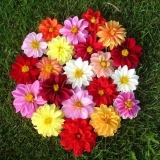 Godišnje dalije: sorte + fotografija