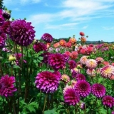 Dalije - opis, botaničke karakteristike