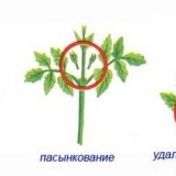 Dalije su smiješni momci - opis, sadnja i njega