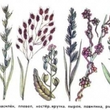 Herbicid jedrilice: recenzije