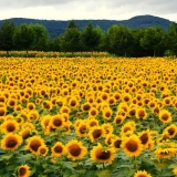 Herbicid granstar pro: upute za uporabu, recenzije