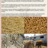 Herefordska pasmina krava: opis i karakteristike, uzgoj