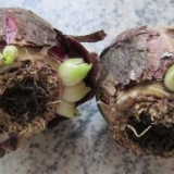 Hijacinti: sadnja i njega na otvorenom polju