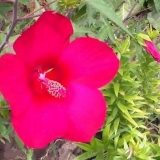 Zeljasta bašta hibiskusa: uzgoj i njega