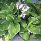 Hibridni domaćin božić tri (chrismos tri): opis, fotografija