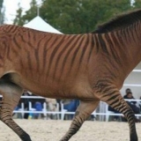 Hibridi konja sa drugim životinjama