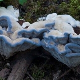 Gidnellum plavi: kako izgleda, gdje raste, opis i fotografija