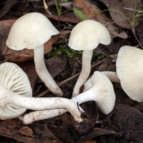 Hygrofor djevojački: opis i fotografija