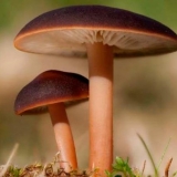 Gymnopus žuto-lamelarni (collibia yellow-lamellar): fotografija i o...