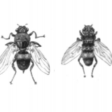 Hipodermatoza goveda